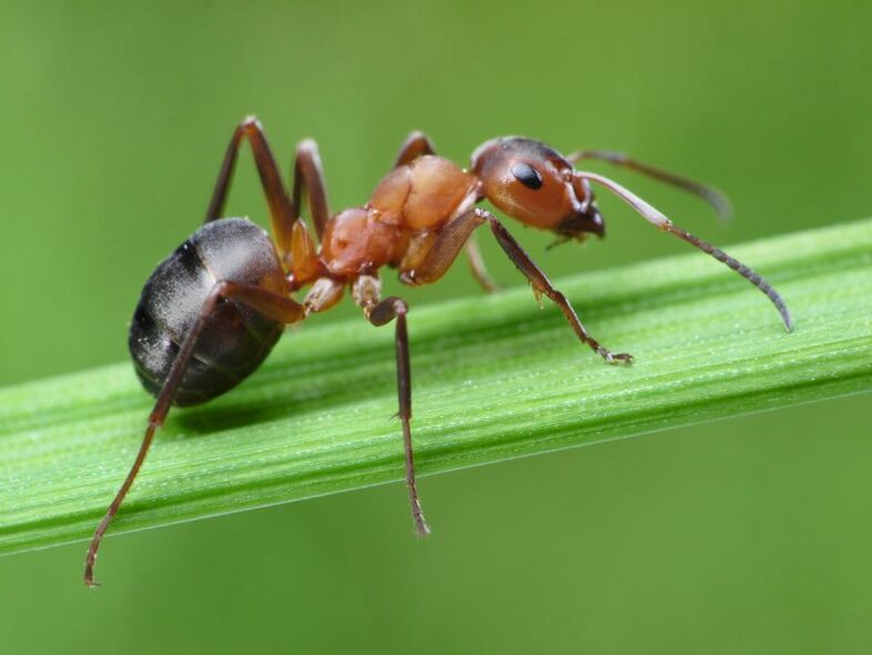 ant and the treatment of prostatitis