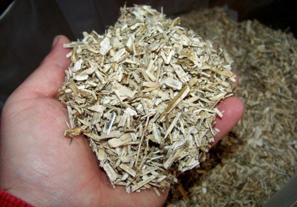 Poplar bark for the preparation of a medicinal tincture for the treatment of prostatitis in men