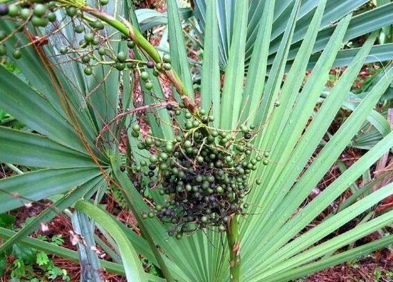 Sabal or Grace creep